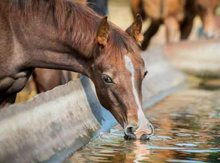Wasser - Pferd richtig tränken