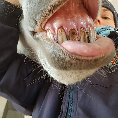 Zahnbehandlung Pferd