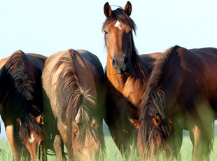 Pferde Herde grast auf einer Frühlingswiese
