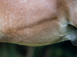 Pferd mit sichtbarer Dampfrinne